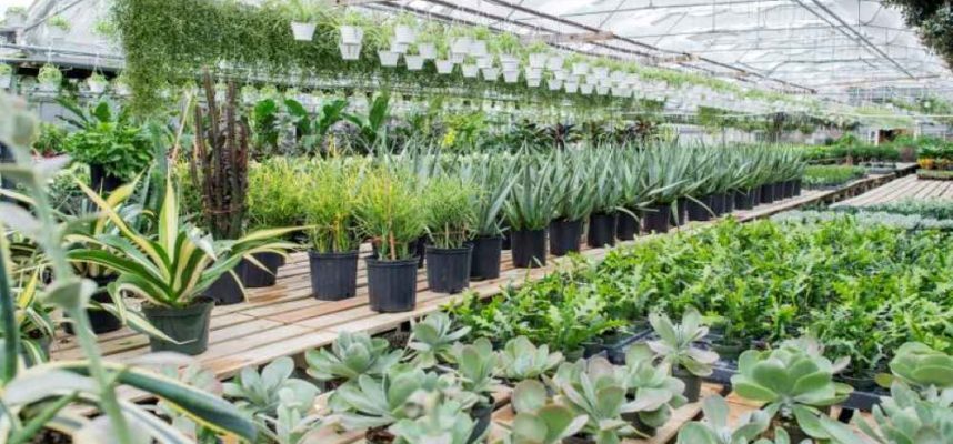 plantas