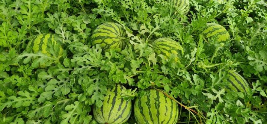 sandias-ok-e1682614212851-768x465
