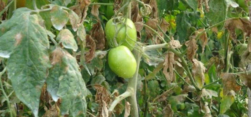 tomate_vasates_planta_01.JPG
