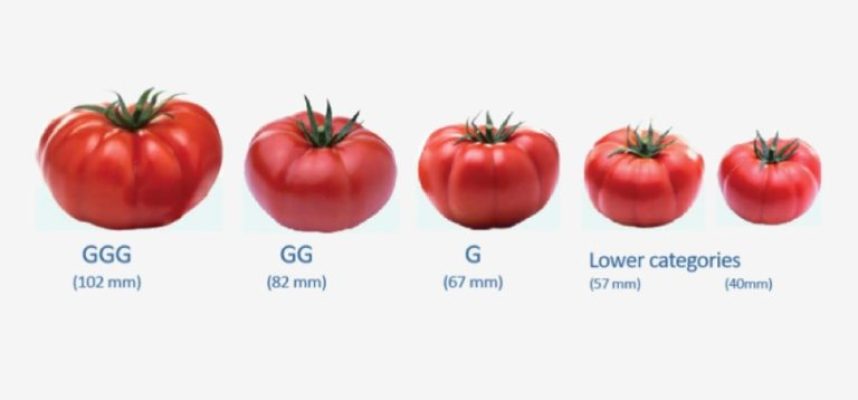 tomates-medidas-768x498