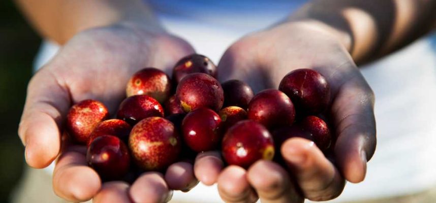Camu-camu-1