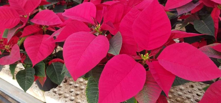 poinsettia-home
