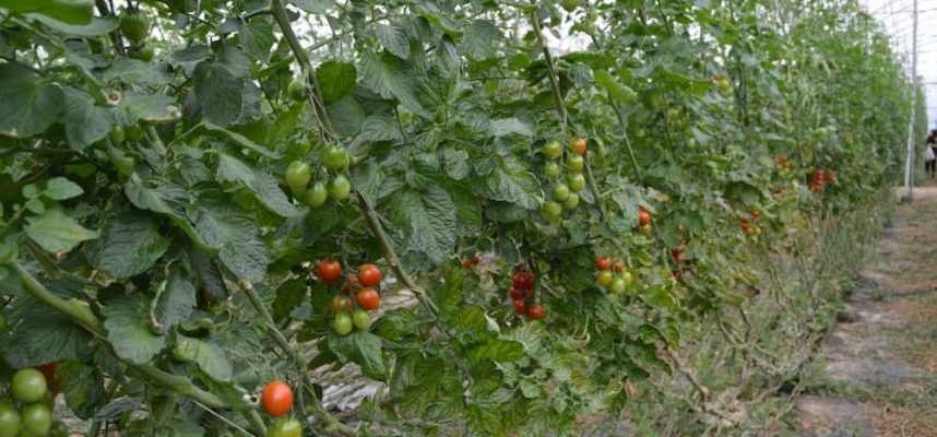 tomate