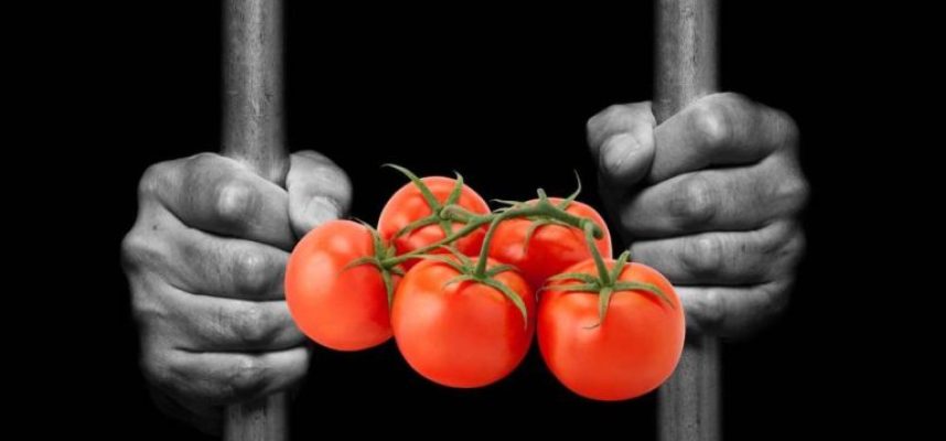 tomate-preso-768x443