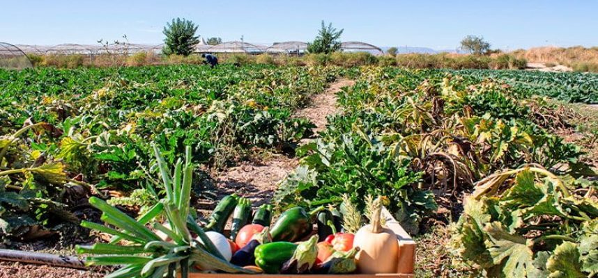 web_huerto_ecologico_productos_2_d0f9466bad