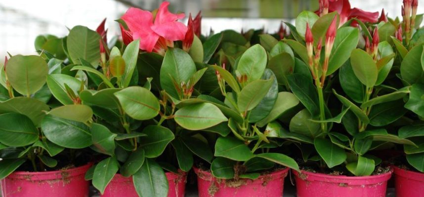 planta-ornamental-1020x600