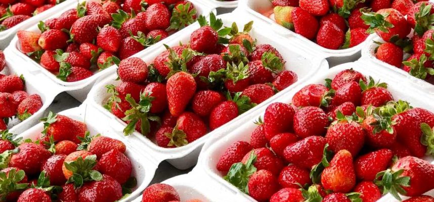 ENVASE-FRESAS