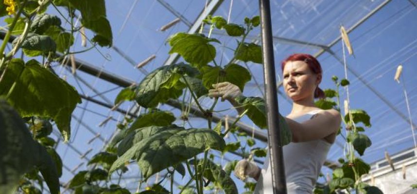 agricultures