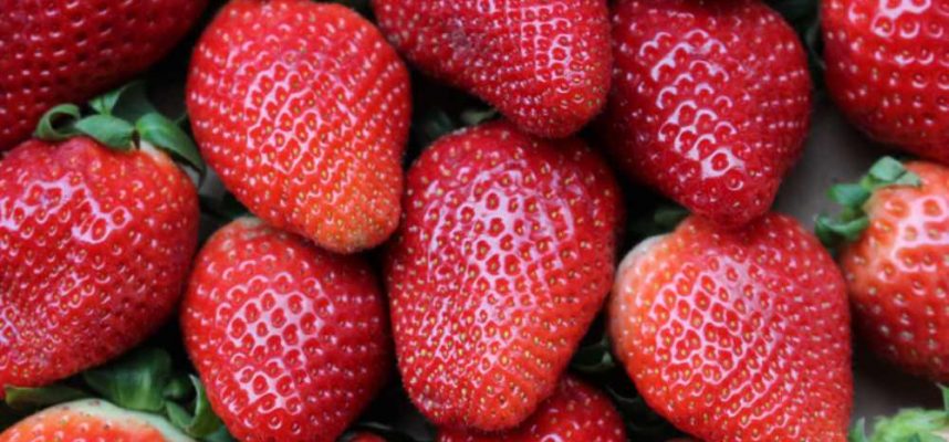 fresas-fot