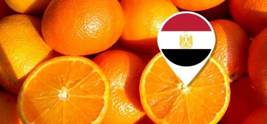 naranjas-egipto