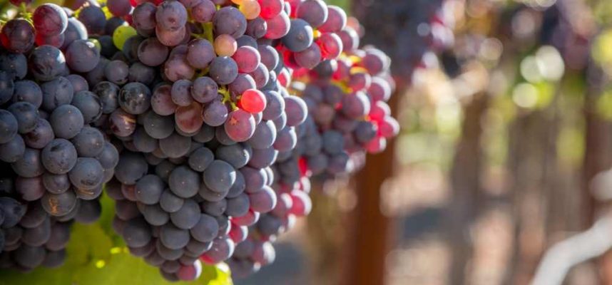 uvas