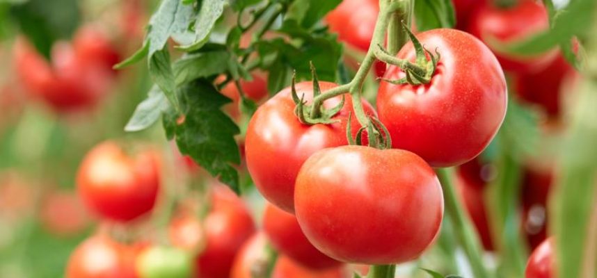 tomates