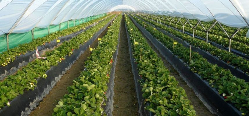 agrocolor_ensayos-2-1170x600-1