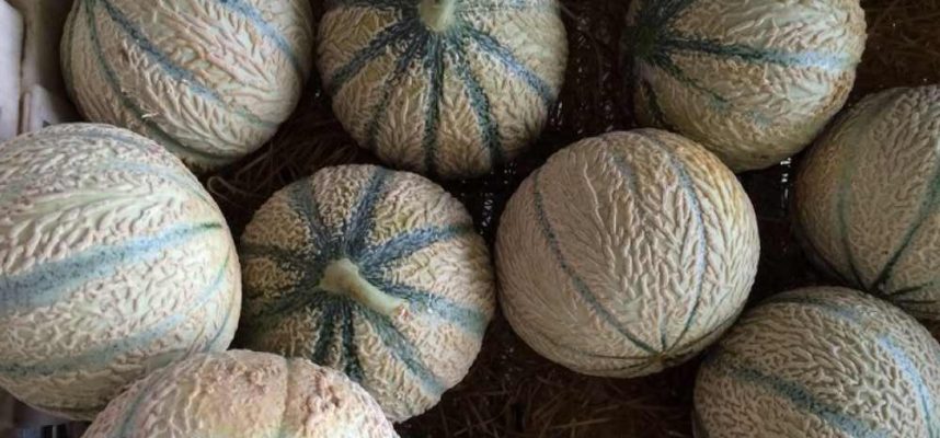 melones-marruecos-rotated-e1712591555359