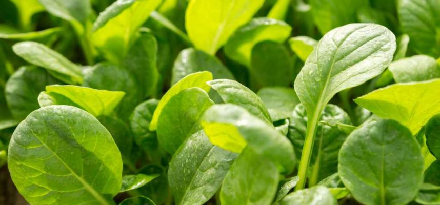 Brotes-Florette