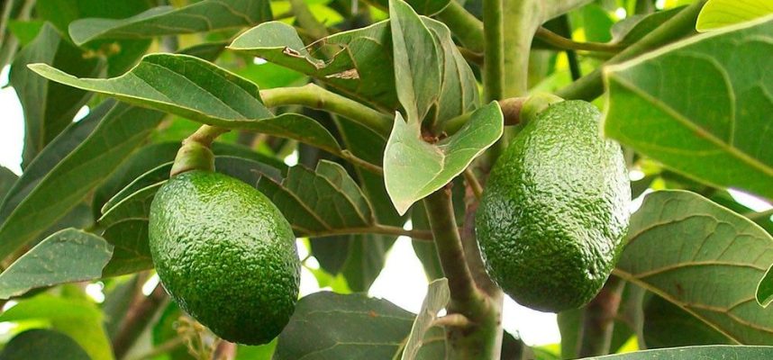 cultivo-ecologico-de-aguacate-2