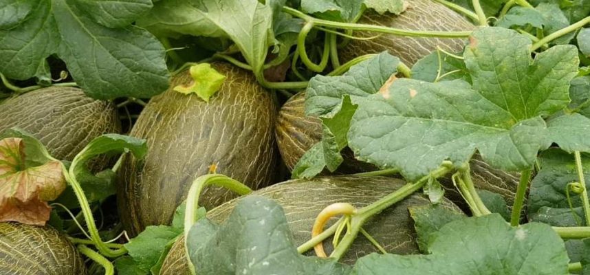 melones
