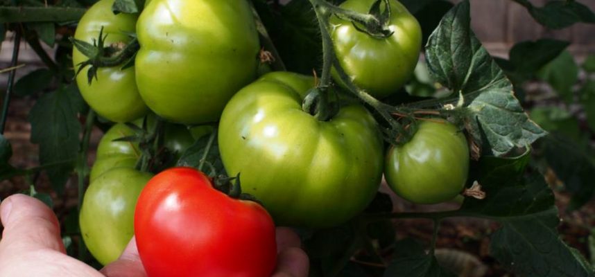 TOMATES