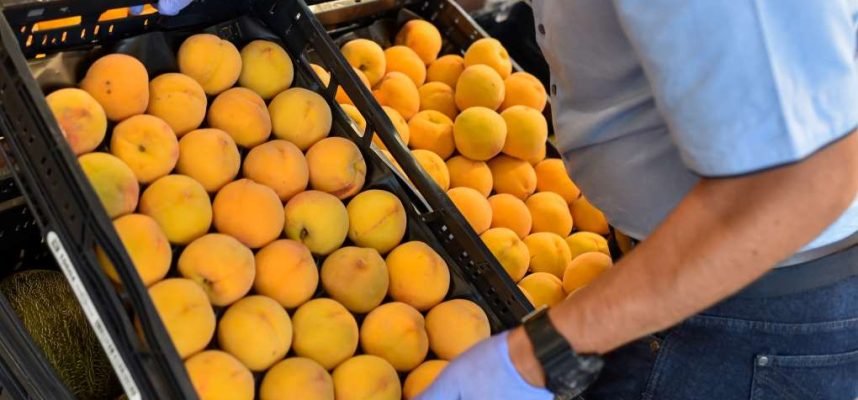 fruta-hueso-ok