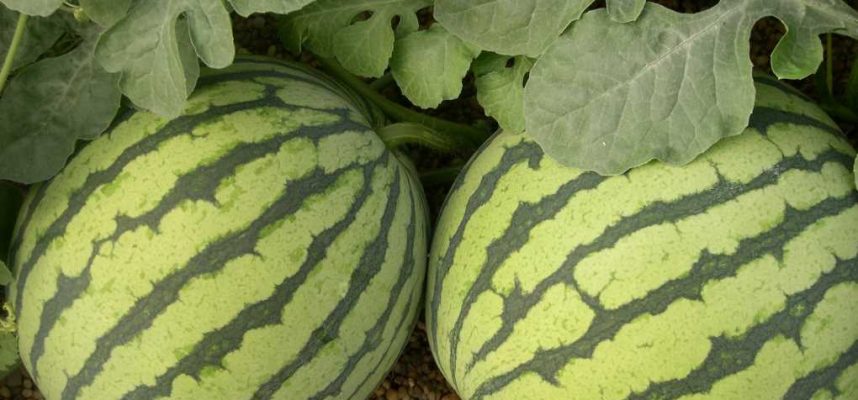 sandia