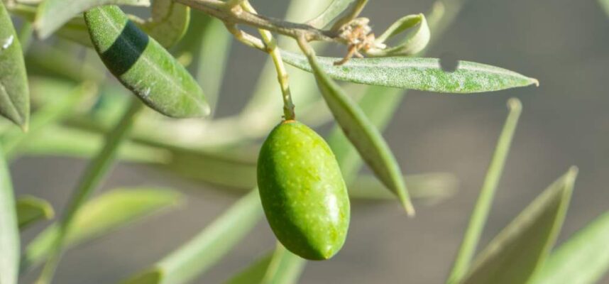Aceitunas-LasChorreras-FAECA-25