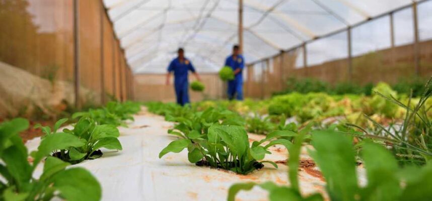 Horticultura (1)