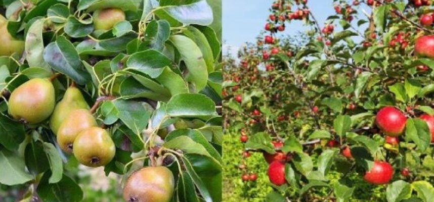 peras-y-manzanas