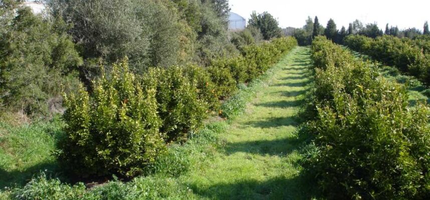superficie ecologica (002)