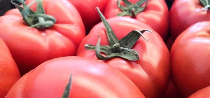 Tomates-2-1024x578-1