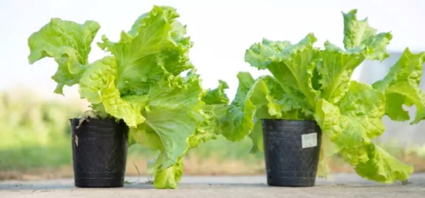 lechuga-irta-2