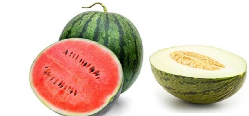 melon-sandia
