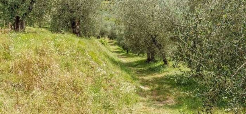 olivos-