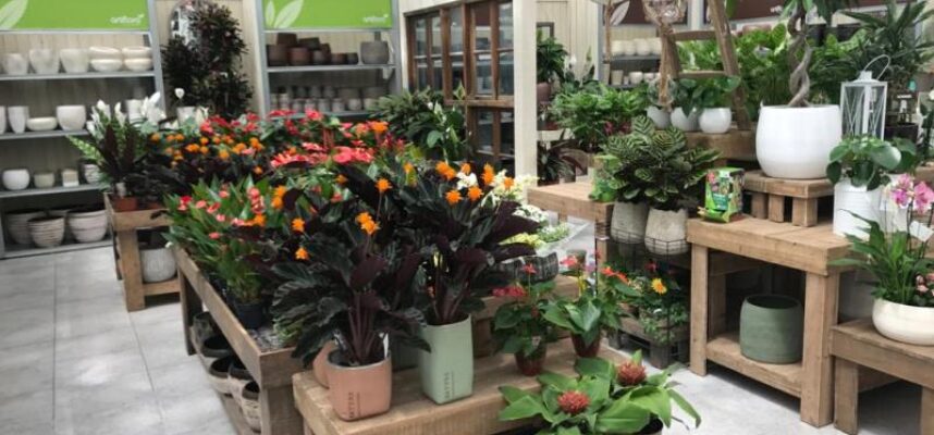 plantas