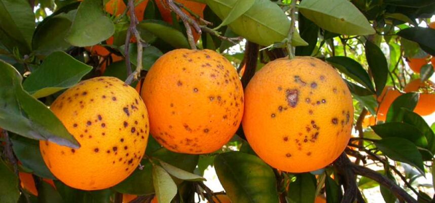 Mancha-Negra cítricos