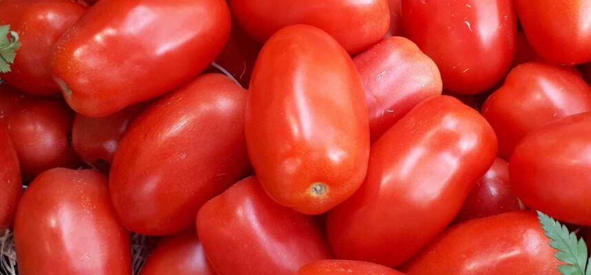 Tomates_pera