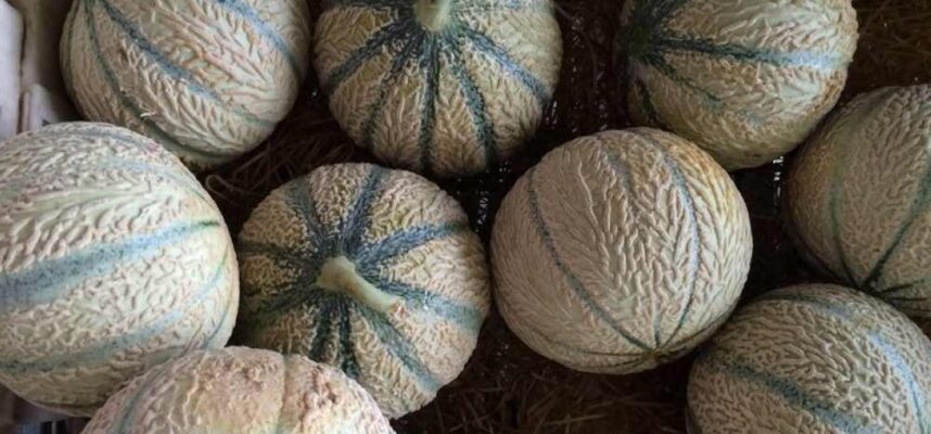 melones-marruecos-rotated-e1712591555359