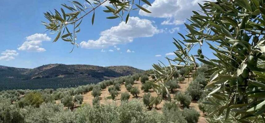 olivares