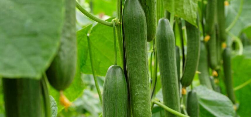 20241125_pepino