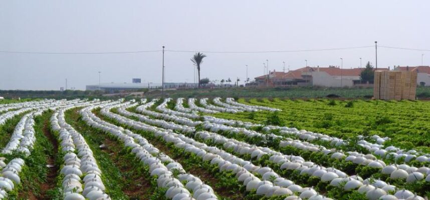 Cultivo