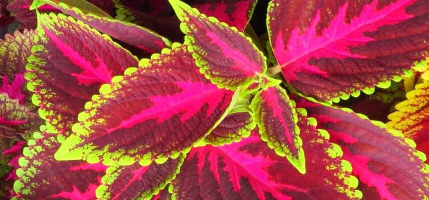 Planta