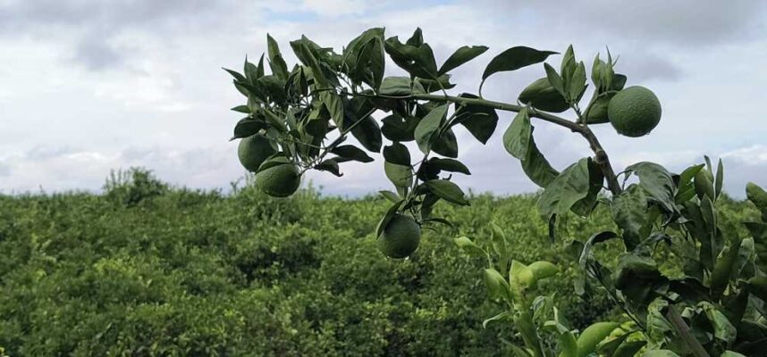 naranjas-ok