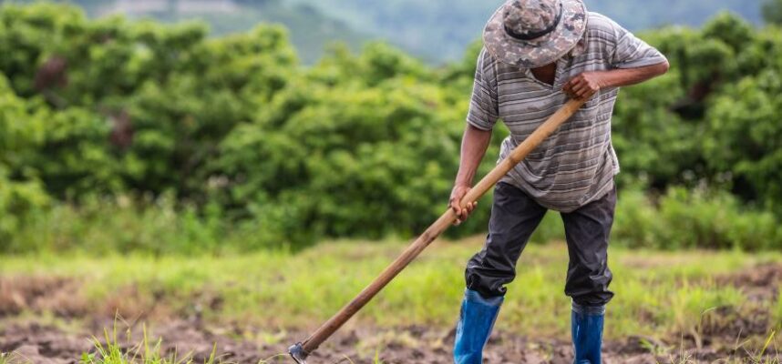 Agricultor mayor
