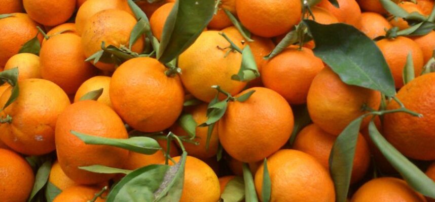 mandarinas