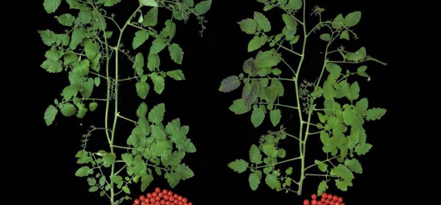 tomate1-2048x1449-1