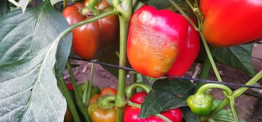 Pimiento-Thrips