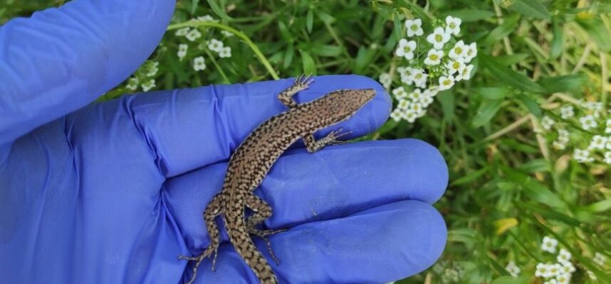 control-biologico-reptiles-2