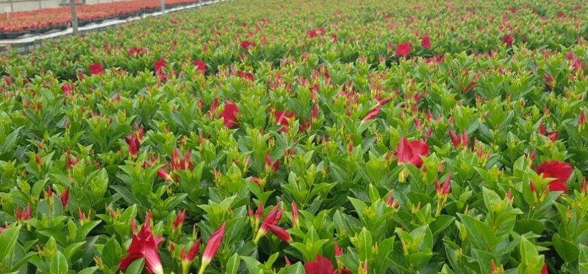 Dipladenia_Laimund
