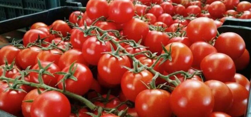 Tomates (2)