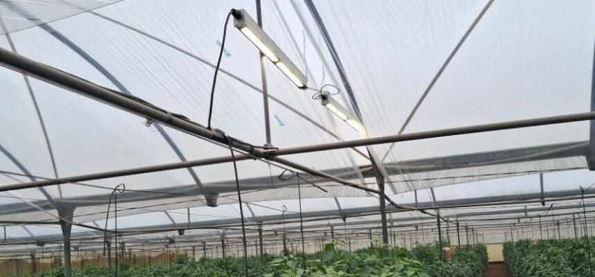 proyecto-smali-luz