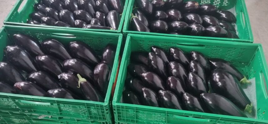 Berenjena inspecciones
